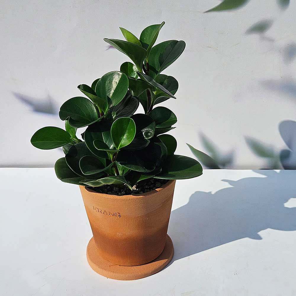 ��ǰ ������