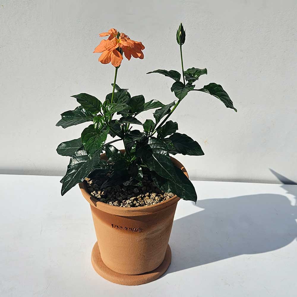 ��ǰ ������