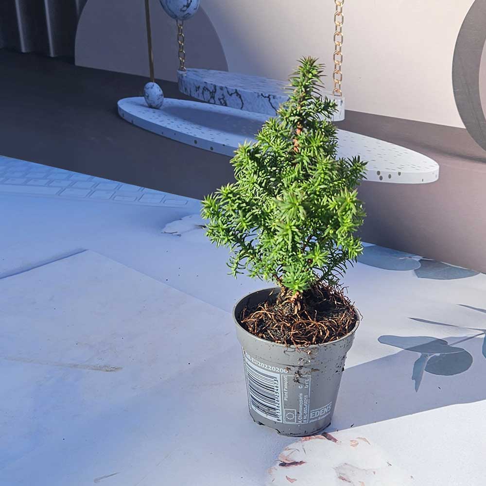 ��ǰ ������