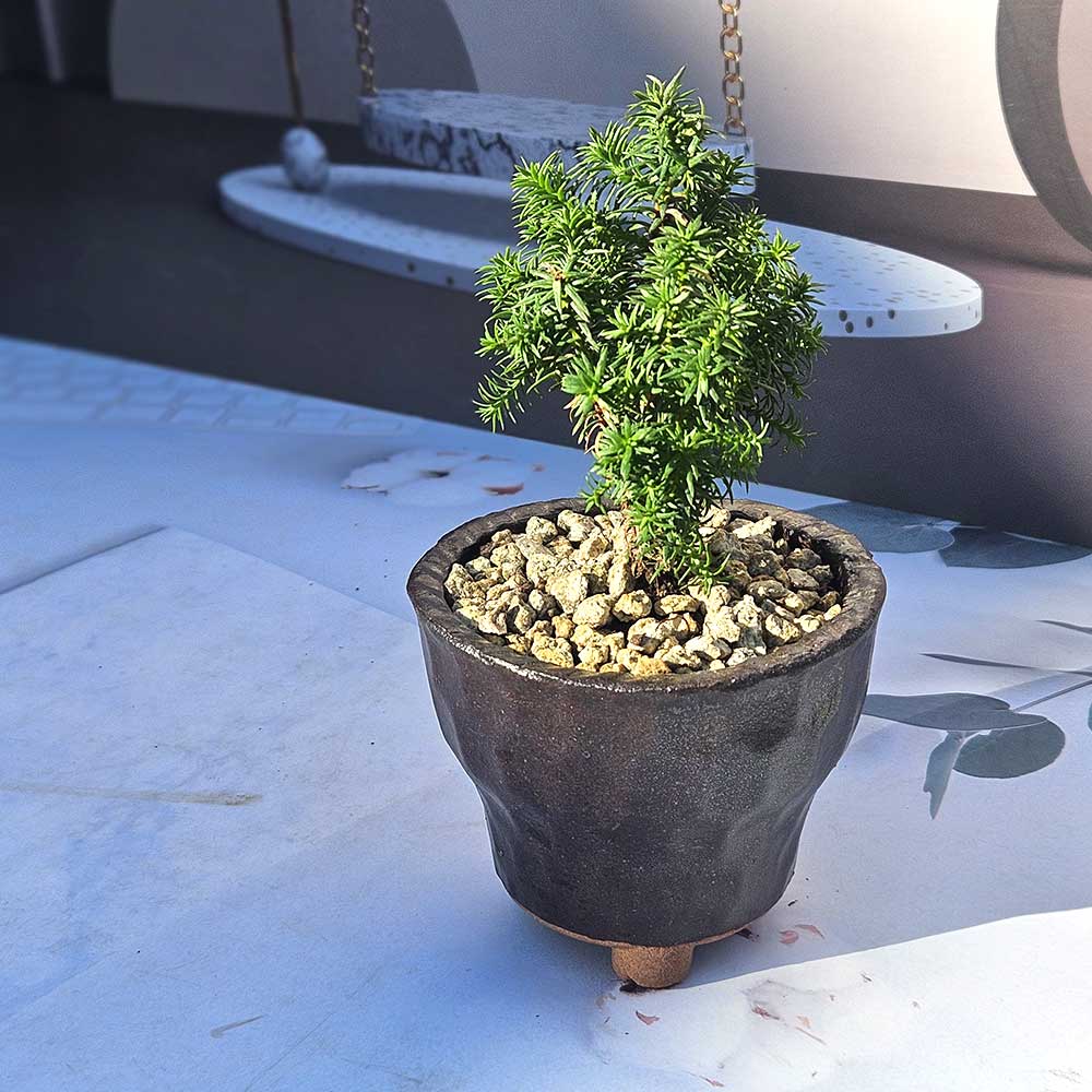 ��ǰ ������